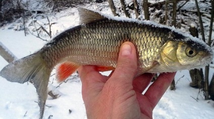 Catching cub în iarna pe mormyshku, balancer și lingura-momeală, prins pe river