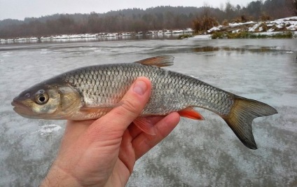 Ragályos domolykó téli ráz, kiegyensúlyozó és pergetett, horgászat a folyón