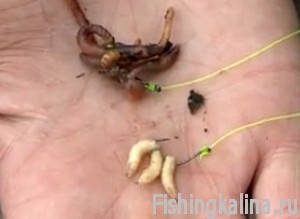 Prăjirea gândacilor în primăvară - subtilitățile pescuitului
