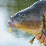 Ловля риби з личинками хруща в якості наживки »