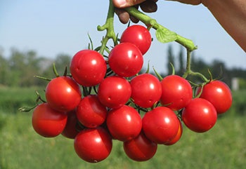 Кращі сорти помідорів в Україні топ 5 гібридів томатів для відкритого грунту