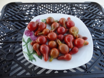 Cele mai bune soiuri de roșii de cireșe pentru sere descrierea fotografiei, recenzii