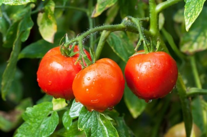 Cele mai bune soiuri de roșii pentru sere de policarbonat fotografii, video, recenzii de grădinari