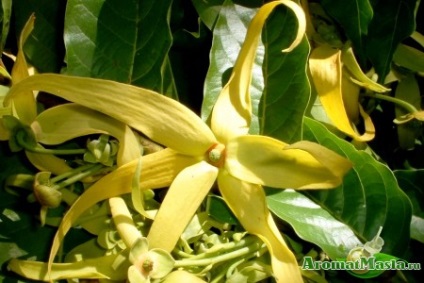 Ylang ylang masszázs mindenféle előnyöket, ellenjavallatok