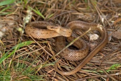 Mérgező copperhead vagy nem emberi