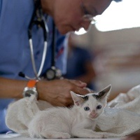 Micoplasmoza la pisici semne și metode de tratament