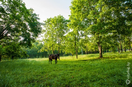 Minsk siesta în Sevastopol ca în pădure, revista despre Minsk