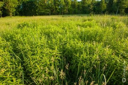 Minsk siesta în Sevastopol ca în pădure, revista despre Minsk