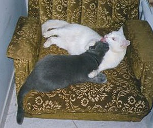 Monobreed caini de pisici britanice Shorthair aristocrat & pisicile kromvel