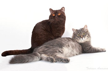 Монопородний розплідник британських короткошерстих кішок aristocrate & amp; kromvel cats