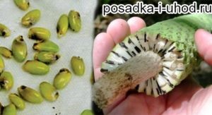 Monstera otthoni gondozást, a tenyésztők