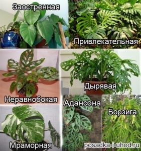 Monstera otthoni gondozást, a tenyésztők