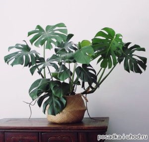 Îngrijirea Monstera acasă, specie, reproducere