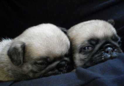 Pugs caini de crestere comentarii