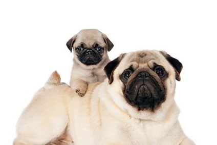 Pugs caini de crestere comentarii