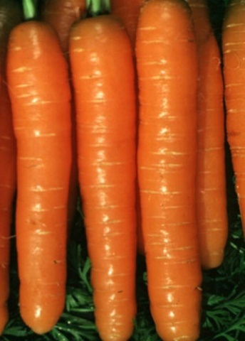 Carrot bolero f1 descriere, foto, recenzii