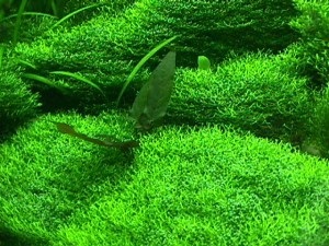 Moss ritchia în acvariu - floating, amano, fotografie