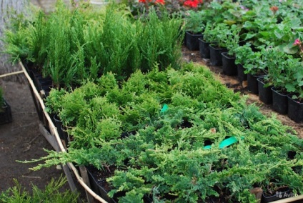 Juniper - plantarea și îngrijirea în grădină