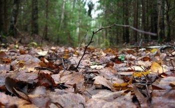 Мульчування дерев і кущів для чого, органічне, неорганічне