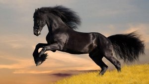 Мустанг кінь історія і образ життя - cельхозпортал