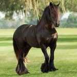 Mustang cal istoria și modul de viață - portal agricol