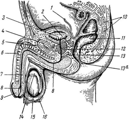 Чоловіча статева система, анатомія і фізіологія людини