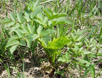 Народна медицина - дудник лікарський