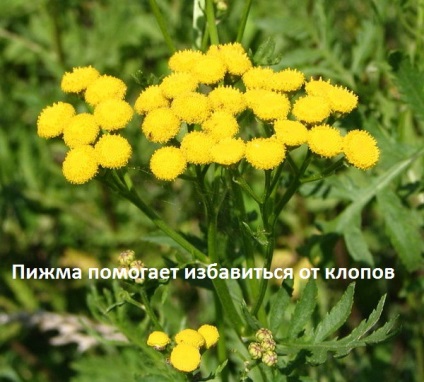 Народні засоби від клопів в квартирі позбавляємося в домашніх умовах