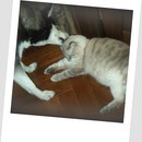 Наші діти - daniras невська маскарадна кішка розплідник данірас