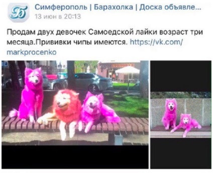 Гучних рожевих собак криму намагаються збути через - вконтакте