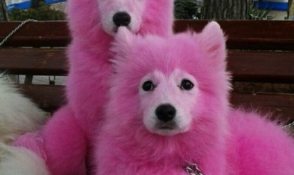 Câinii roz încearcă să vândă Crimeea prin - vkontakte