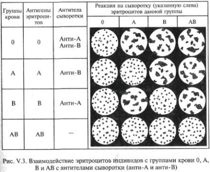 Спадкування груп крові системи АВ0 - студопедія