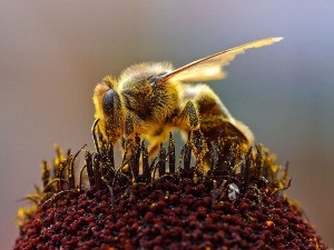 Megtalálta a módját, hogy hatással multidrog baktériumok