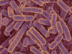 Знайдено спосіб впливу на мультирезистентні бактерії
