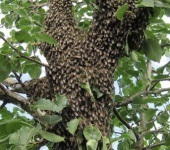 Este necesar să se combată vânatul albinelor, apicultura practică