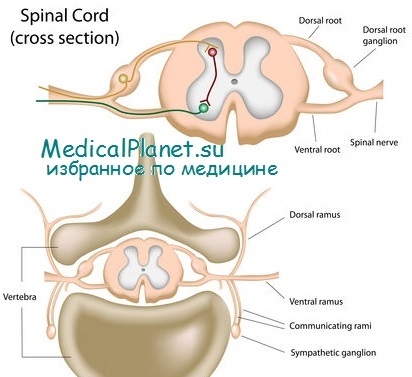 Ganglia szerkezete, szövettani