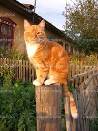 Aventura incredibilă a pisicii roșcate (Lidia Shenshina)
