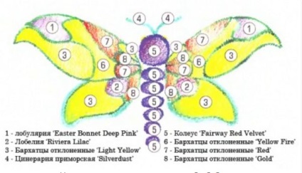 Низькорослі квіти для клумб квітучі все літо, фото