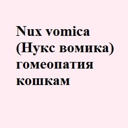 Nux vomica (homeopatia homosexuală) la pisici - totul despre pisici și pisici cu dragoste