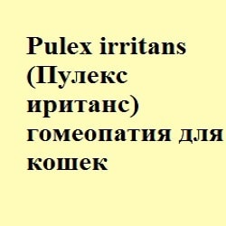 Nux vomica (нукс воміка) гомеопатія кішкам - все про котів і кішок з любов'ю