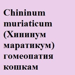 Nux vomica (нукс воміка) гомеопатія кішкам - все про котів і кішок з любов'ю