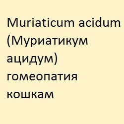 Nux vomica (нукс воміка) гомеопатія кішкам - все про котів і кішок з любов'ю