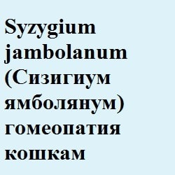 Nux vomica (нукс воміка) гомеопатія кішкам - все про котів і кішок з любов'ю