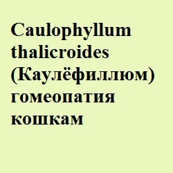 Nux vomica (нукс воміка) гомеопатія кішкам - все про котів і кішок з любов'ю