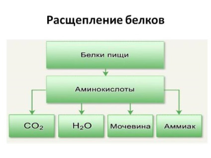 Schimbul de compuși organici (proteine, grăsimi și carbohidrați)