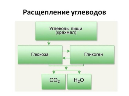 Обмін органічних сполук (білків, жирів і вуглеводів)