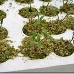 Про основні різновиди конопель - вирощування конопель в домашніх умовах