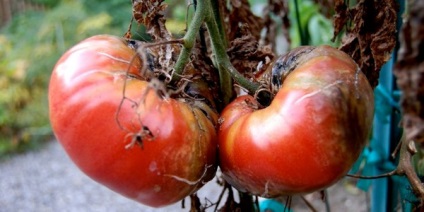 Prelucrarea tomatelor provenind de la mijloace de luptă târzii și metode de luptă