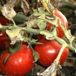 Prelucrarea tomatelor provenind de la mijloacele de luptă târzii și metodele de luptă