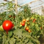 Обробка помідорів від фітофторозу засоби і способи боротьби